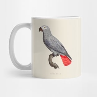 African Grey Parrot Antique Naturalist Illustration Mug